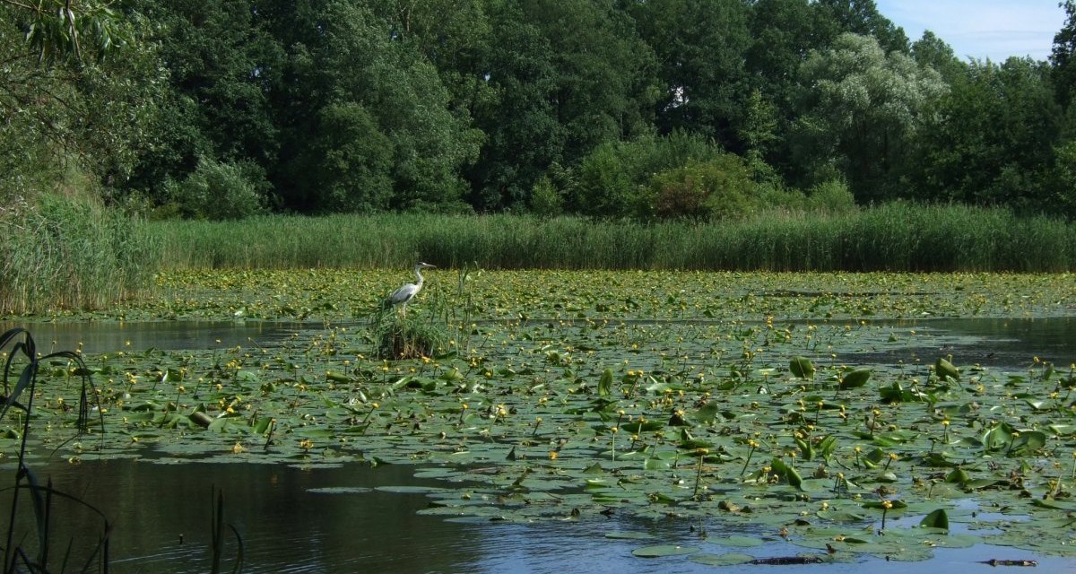 Charlottensee - Copyright by Berthold H&auml;nssler, &copy; Distrito de G&ouml;ppingen
