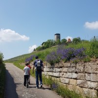 Zwei Personen spazieren auf einem Weg, umgeben von grünen Wiesen und Blumen. Im Hintergrund ist ein Turm zu sehen, unter blauem Himmel., © Tourismusgemeinschaft Marbach-Bottwartal