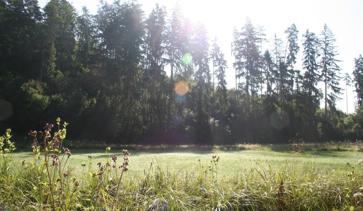 Wiese mit Gräsern im Vordergrund, dahinter hohe Bäume. Sonnenlicht scheint durch die Bäume und erzeugt Lichtreflexe., © Natur.Nah. Schönbuch & Heckengäu Wiese mit Gräsern im Vordergrund, dahinter hohe Bäume. Sonnenlicht scheint durch die Bäume und erzeugt Lichtreflexe., © Natur.Nah. Schönbuch & Heckengäu