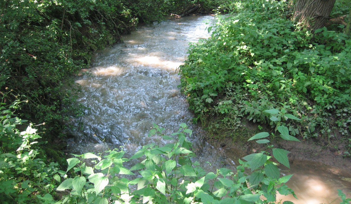 Ein kleiner Bach fließt durch einen dichten, grünen Auenwald. Üppige Vegetation umgibt das klare Wasser, das sanft durch die Landschaft fließt., © Naturfreunde Holzgerlingen/Altdorf
