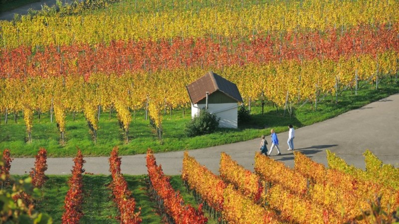 Tour 2_Weinberge_KLeinbottwar_Herbst-Dieter_Sukowski_klein, © Copyright Tourismugemeinschaft Marbach-Bottwartal Dieter Sukowski Tour 2_Weinberge_KLeinbottwar_Herbst-Dieter_Sukowski_klein, © Copyright Tourismugemeinschaft Marbach-Bottwartal Dieter Sukowski