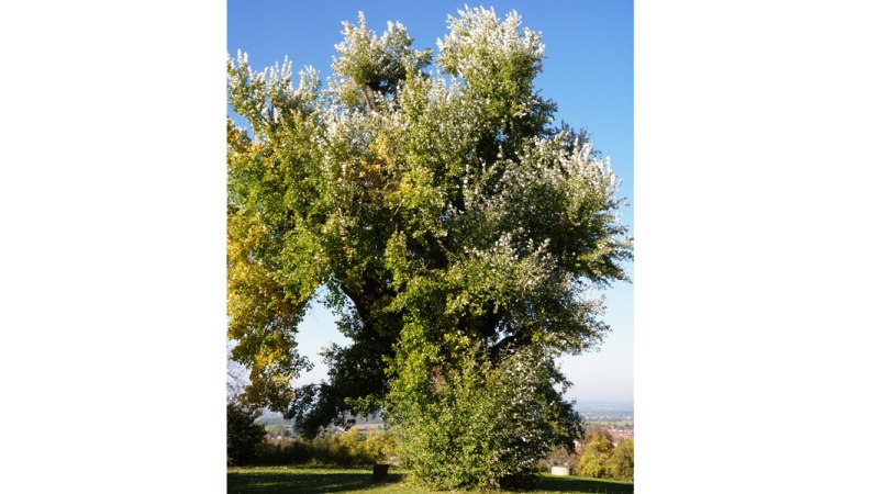 Eine gro&szlig;e Silberpappel mit dichtem, gr&uuml;nem Laub steht vor einem klaren blauen Himmel in Bad Boll.