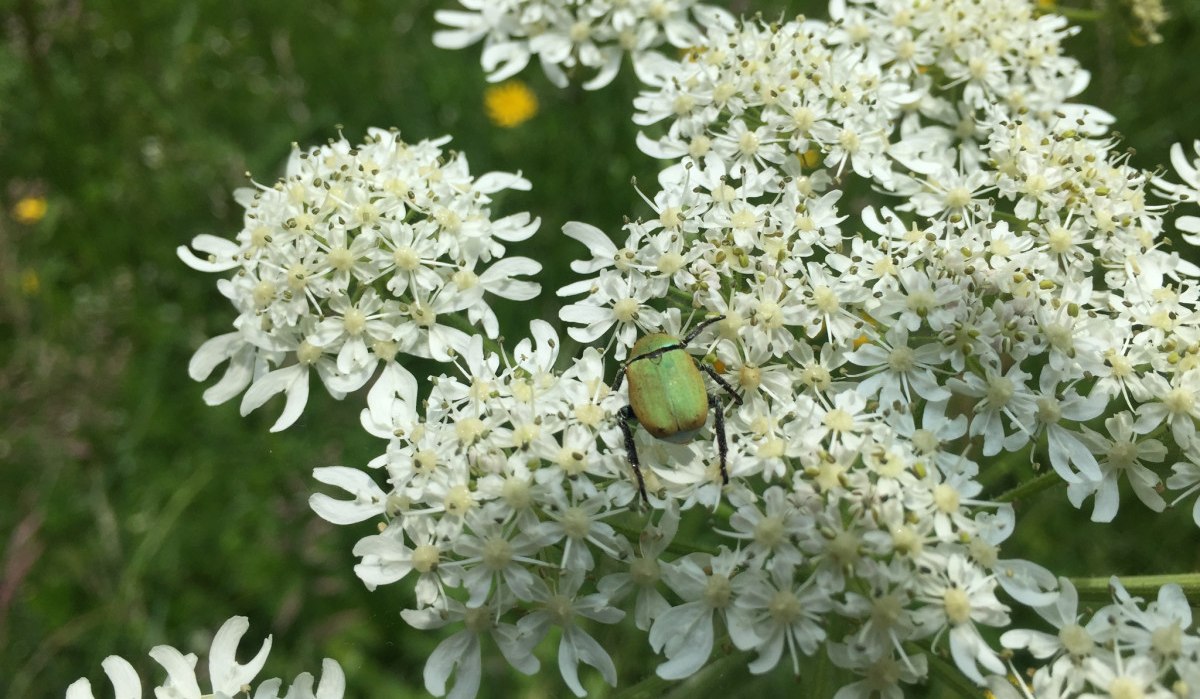 Käfer auf Blume, © www.pro-cycl.de