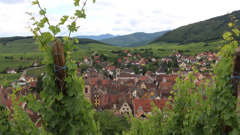 Riquewihrer Weintage, &copy; CC BY-NC-ND
