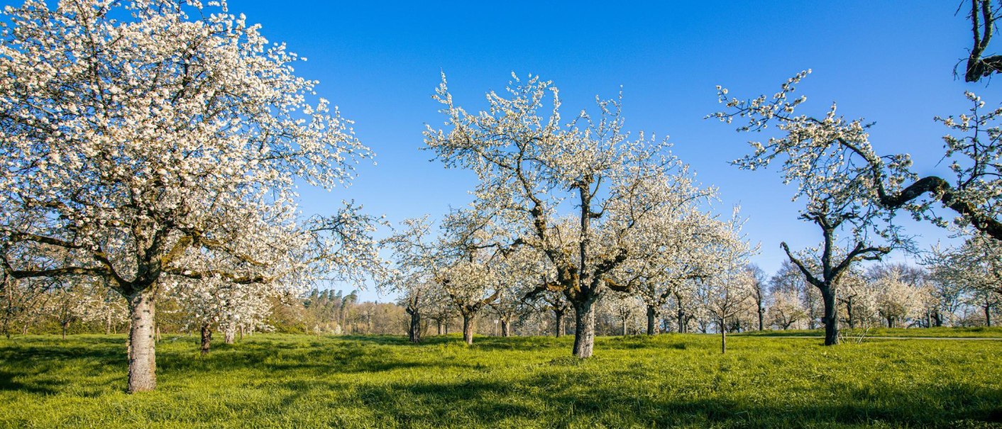 Blühende Obstbäume auf einer grünen Wiese unter klarem, blauem Himmel. Die Bäume sind mit weißen Blüten bedeckt und stehen in Reihen., © Stuttgart-Marketing GmbH, Sarah Schmid