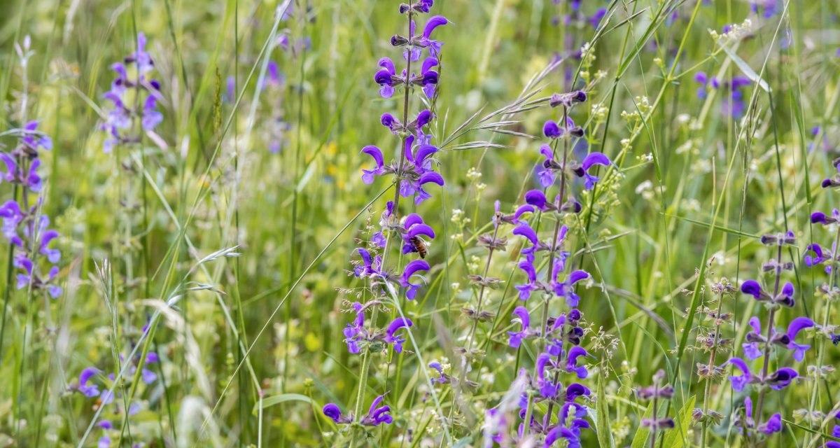 © Natur.Nah. Schönbuch & Heckengäu © Natur.Nah. Schönbuch & Heckengäu