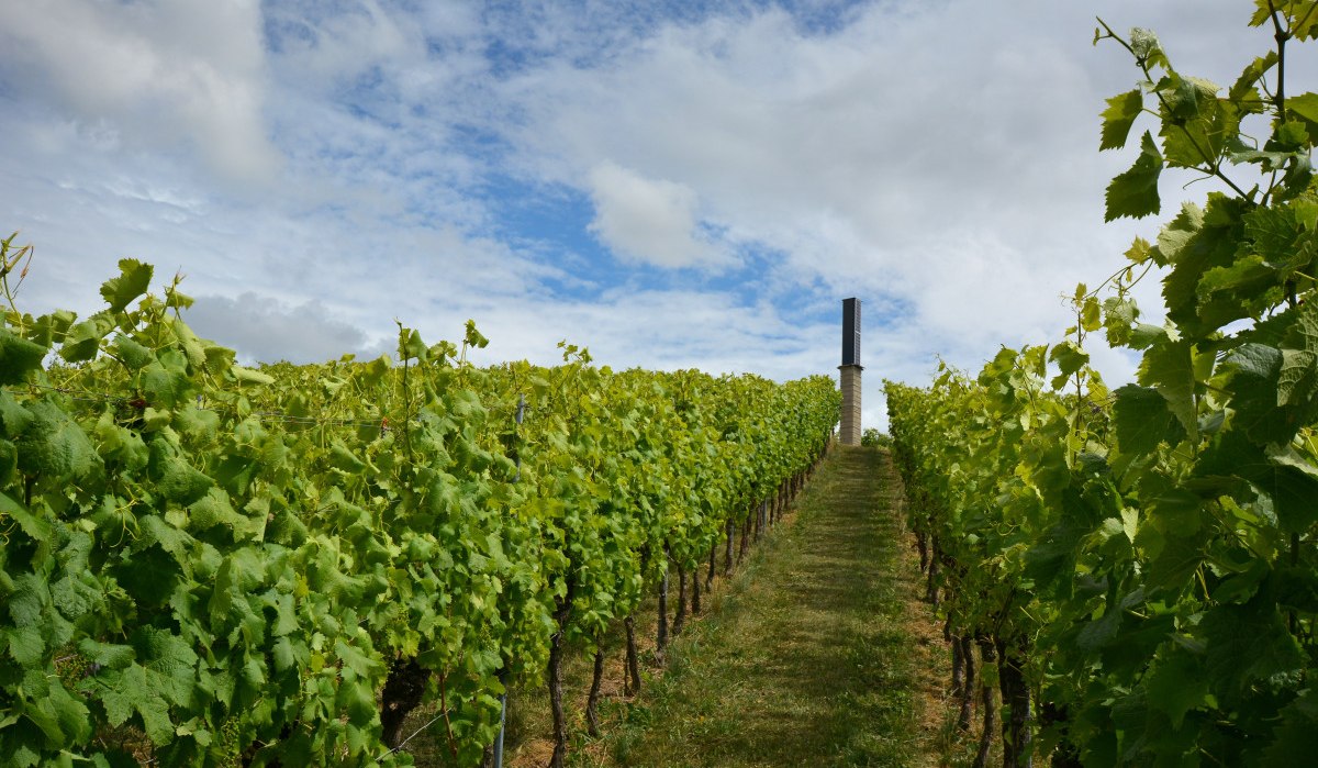 Ein Weinberg in Fellbach mit grünen Reben, die sich entlang eines Weges erstrecken. Im Hintergrund steht ein Turm unter einem teils bewölkten Himmel., © Remstal Tourismus e.V. Ein Weinberg in Fellbach mit grünen Reben, die sich entlang eines Weges erstrecken. Im Hintergrund steht ein Turm unter einem teils bewölkten Himmel., © Remstal Tourismus e.V.