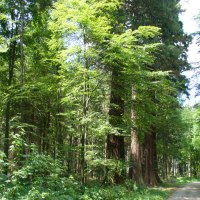 Waldweg durch dichten Wald mit hohen Mammutbäumen und grünem Laub., © Remstal Tourismus e.V.