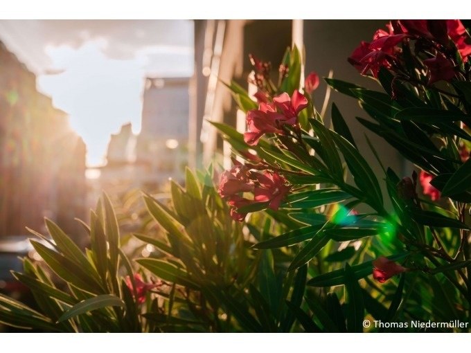 Oleanderbl&uuml;ten im Vordergrund, beleuchtet von der untergehenden Sonne, mit einer st&auml;dtischen Kulisse im Hintergrund., &copy; Stuttgart Marketing GmbH