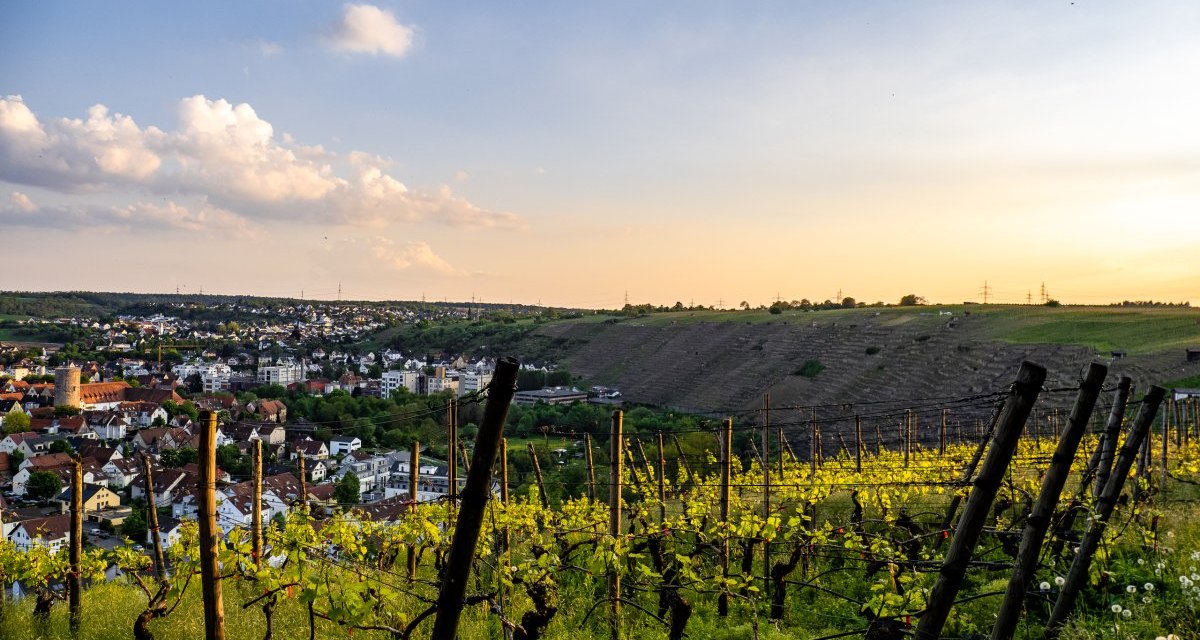 Weinberge im Vordergrund, dahinter die Stadt Besigheim unter einem klaren Himmel bei Sonnenuntergang. Die Landschaft ist grün und idyllisch., © Kraichgau-Stromberg Tourismus e.V. Weinberge im Vordergrund, dahinter die Stadt Besigheim unter einem klaren Himmel bei Sonnenuntergang. Die Landschaft ist grün und idyllisch., © Kraichgau-Stromberg Tourismus e.V.