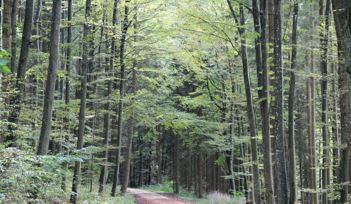 Der Wanderweg führt durch die Wälder um Ramschel, © Bad Urach Tourismus