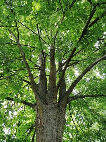 Waldbaden, © (C) Margit Sigle-Rannenberg Waldbaden, © (C) Margit Sigle-Rannenberg