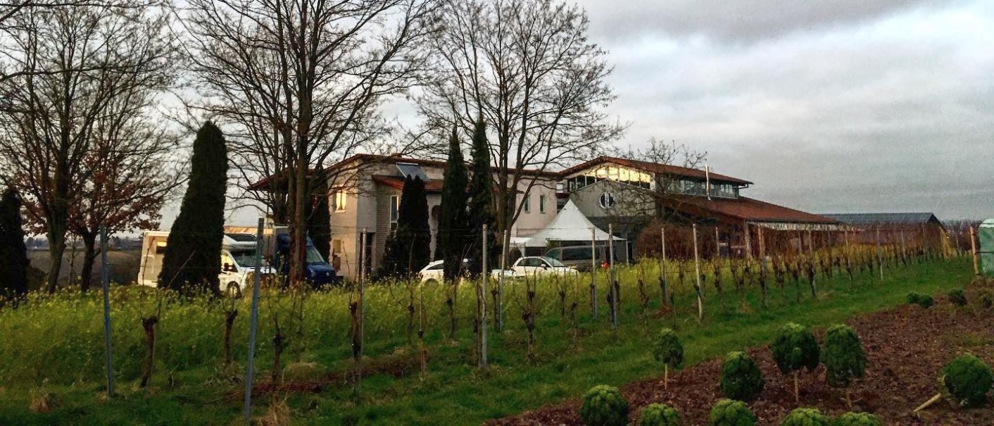 Weingut Häußer Hof mit kahlen Bäumen und Gebäuden im Hintergrund. Im Vordergrund sind Weinreben und ein grünes Feld zu sehen., © Weingut Häußer