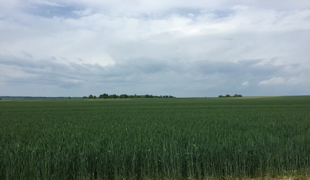 Ein weites grünes Feld erstreckt sich unter einem bewölkten Himmel. Am Horizont sind Bäume zu sehen., © www.pro-cycl.de