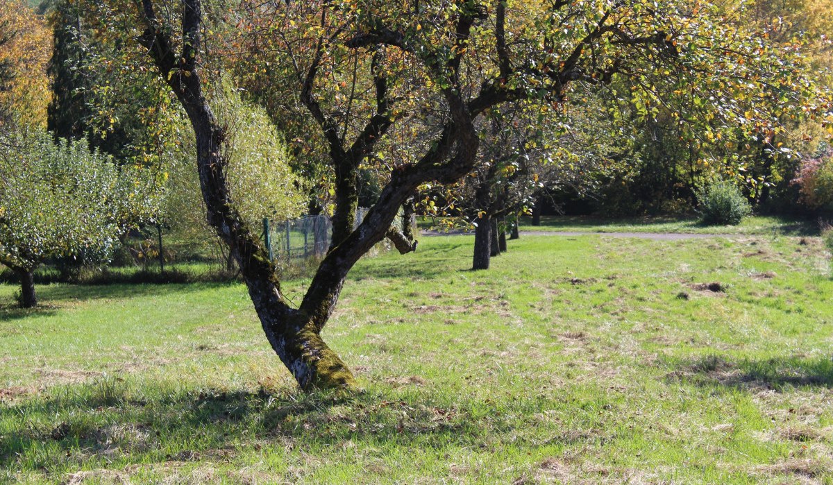 Eine Streuobstwiese mit vereinzelten Bäumen, die im Herbstlicht stehen. Der Boden ist mit Gras bedeckt, und die Blätter sind teils verfärbt., © Natur.Nah. Schönbuch & Heckengäu Eine Streuobstwiese mit vereinzelten Bäumen, die im Herbstlicht stehen. Der Boden ist mit Gras bedeckt, und die Blätter sind teils verfärbt., © Natur.Nah. Schönbuch & Heckengäu