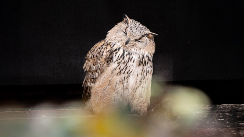 Wildparadies_Tiere_Uhu, © Erlebnispark Tripsdrill