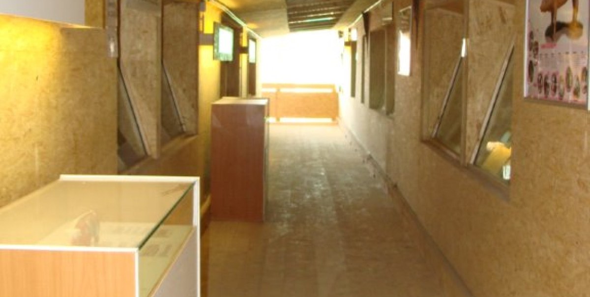 Ein langer Gang mit Holzwänden und Glasvitrinen, der zu einem hellen Ausgang führt. An den Wänden hängen Informationsposter.