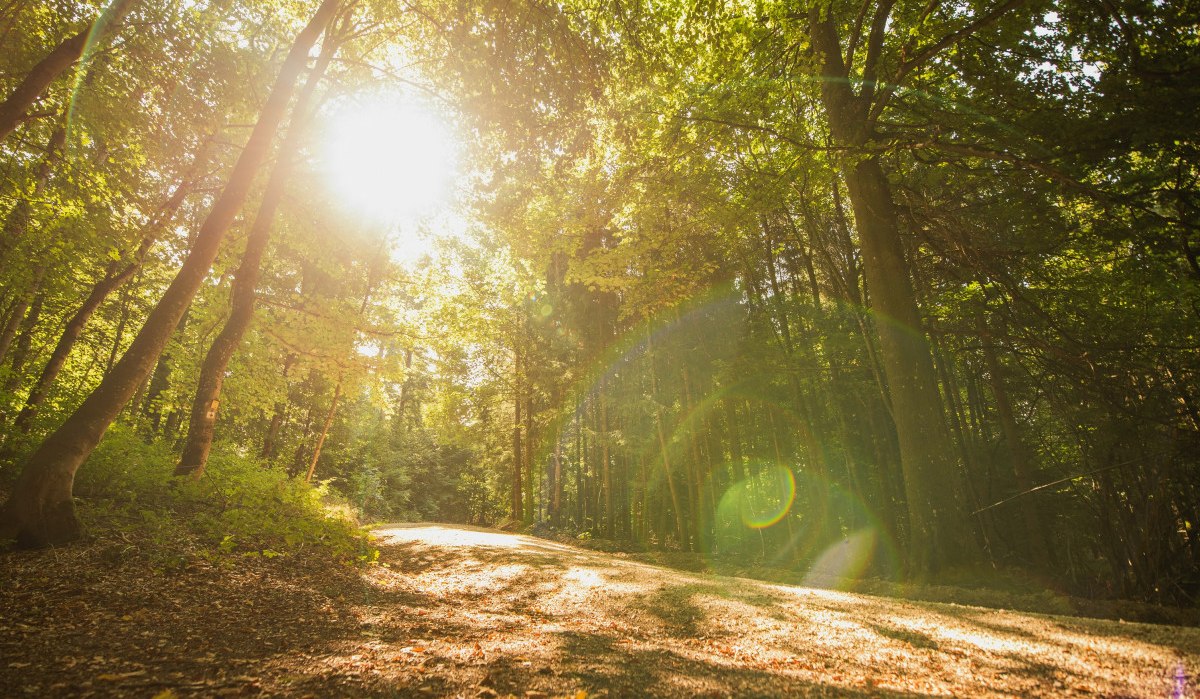Sonnenstrahlen durchfluten einen Waldweg, umgeben von hohen Bäumen und grünem Laub, was eine friedliche und idyllische Atmosphäre schafft., © Remstal Tourismus e.V. Foto Bebop Media Sonnenstrahlen durchfluten einen Waldweg, umgeben von hohen Bäumen und grünem Laub, was eine friedliche und idyllische Atmosphäre schafft., © Remstal Tourismus e.V. Foto Bebop Media