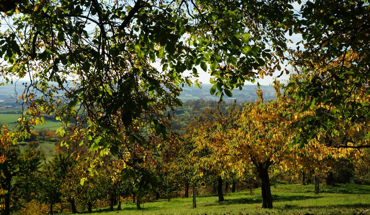 Herbstliche Landschaft mit grünen und gelben Blättern, Bäume im Vordergrund und Blick auf ein weites Tal im Hintergrund., © Natur.Nah. Schönbuch & Heckengäu