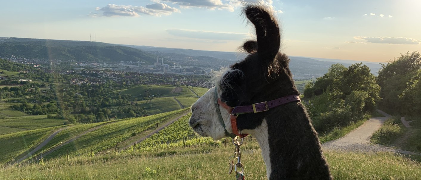 Ein Lama mit Halfter schaut über eine grüne Hügellandschaft in der Abendsonne. Im Hintergrund sind Felder und eine Stadt zu sehen., © Württemberg Alpakas Ein Lama mit Halfter schaut über eine grüne Hügellandschaft in der Abendsonne. Im Hintergrund sind Felder und eine Stadt zu sehen., © Württemberg Alpakas