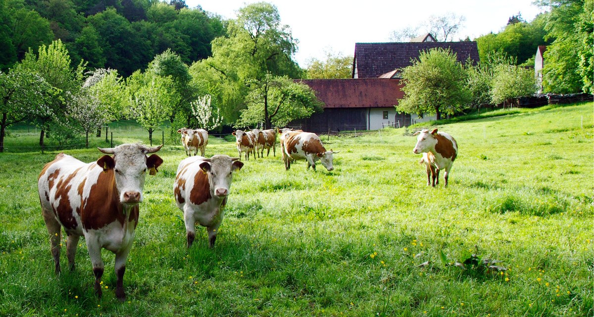 K&uuml;he grasen auf einer saftigen Wiese vor einem Bauernhof. Im Hintergrund sind B&auml;ume und ein Geb&auml;ude mit rotem Dach zu sehen.