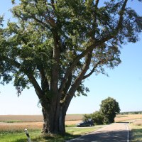 Ein großer Baum steht neben einer Landstraße. Im Hintergrund ist ein Auto zu sehen, umgeben von Feldern und klarem Himmel., © Natur.Nah. Schönbuch & Heckengäu Ein großer Baum steht neben einer Landstraße. Im Hintergrund ist ein Auto zu sehen, umgeben von Feldern und klarem Himmel., © Natur.Nah. Schönbuch & Heckengäu