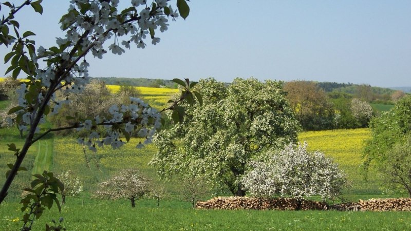 Bl&uuml;hende Obstb&auml;ume vor gelben Rapsfeldern und gr&uuml;nem Gras, unter blauem Himmel. Ein friedliches, l&auml;ndliches Fr&uuml;hlingsbild., &copy; Natur.Nah. Sch&ouml;nbuch & Heckeng&auml;u