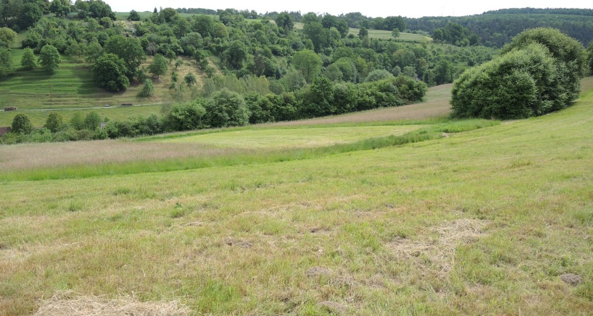 Sanfte Hügel mit grünen Wiesen und vereinzelten Bäumen erstrecken sich unter einem bewölkten Himmel. Die Landschaft wirkt ruhig und idyllisch., © Natur.Nah. Schönbuch & Heckengäu Sanfte Hügel mit grünen Wiesen und vereinzelten Bäumen erstrecken sich unter einem bewölkten Himmel. Die Landschaft wirkt ruhig und idyllisch., © Natur.Nah. Schönbuch & Heckengäu