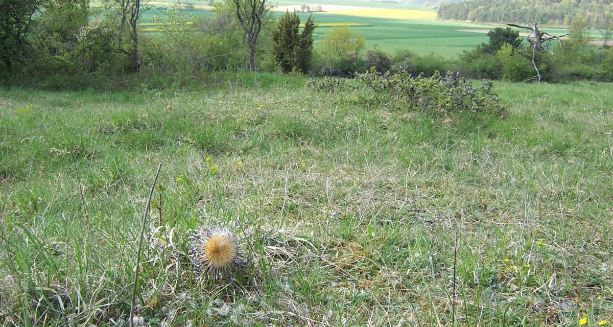 Eine Silberdistel steht im Vordergrund einer grünen Wiese, umgeben von Bäumen und einer weiten Landschaft im Hintergrund., © Natur.Nah. Schönbuch & Heckengäu Eine Silberdistel steht im Vordergrund einer grünen Wiese, umgeben von Bäumen und einer weiten Landschaft im Hintergrund., © Natur.Nah. Schönbuch & Heckengäu