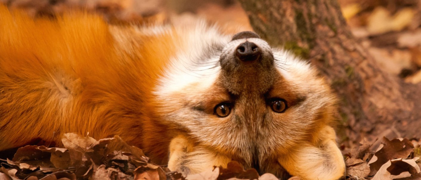 Ein Rotfuchs liegt entspannt auf dem Rücken im Laub und blickt direkt in die Kamera. Sein Fell ist leuchtend orange und weiß., © Erlebnispark Tripsdrill