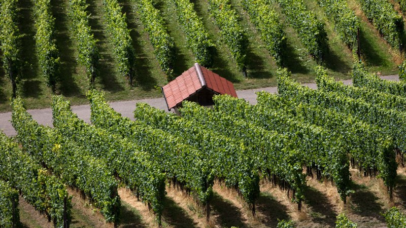 Weinberge im Bottwartal mit einem kleinen Häuschen zwischen den Rebenreihen. Die grünen Reben erstrecken sich in geordneten Linien., © SMG, Achim Mende Weinberge im Bottwartal mit einem kleinen Häuschen zwischen den Rebenreihen. Die grünen Reben erstrecken sich in geordneten Linien., © SMG, Achim Mende