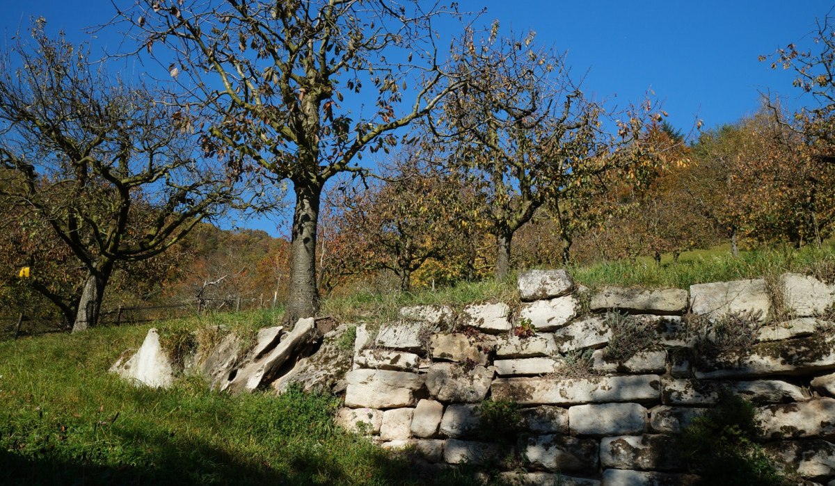 Eine alte Steinmauer vor einer Reihe von B&auml;umen, die sich unter einem klaren, blauen Himmel erstrecken. Herbstliche Farben dominieren die Szene., &copy; Natur.Nah. Sch&ouml;nbuch & Heckeng&auml;u