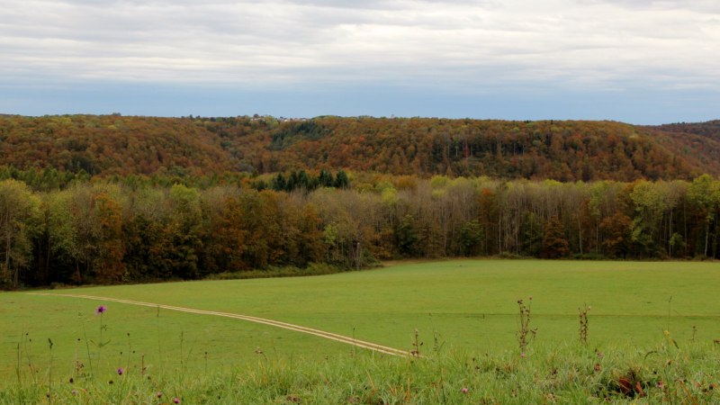 Grüne Weidefläche vor einem herbstlich gefärbten Wald und Hügeln, unter einem bewölkten Himmel., © Bad Urach Tourismus