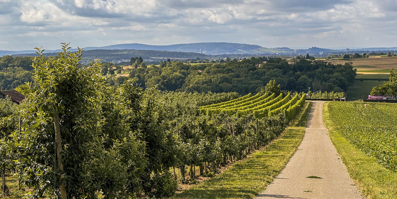 Weinberge und ein Weg in Ludwigsburg, umgeben von gr&uuml;nen Feldern und B&auml;umen unter einem bew&ouml;lkten Himmel., &copy; SMG, Ellen Haeffner