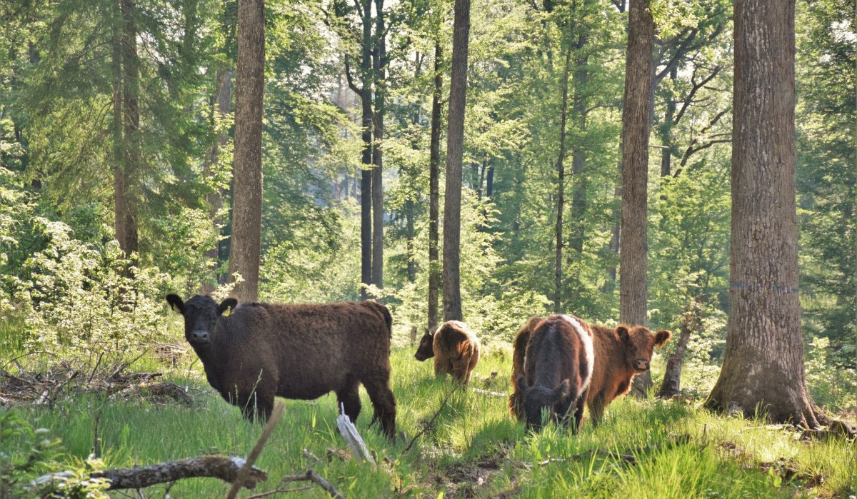 Vier Kühe grasen in einem sonnendurchfluteten Wald mit hohen Bäumen und grünem Gras., © Natur.Nah. Schönbuch & Heckengäu