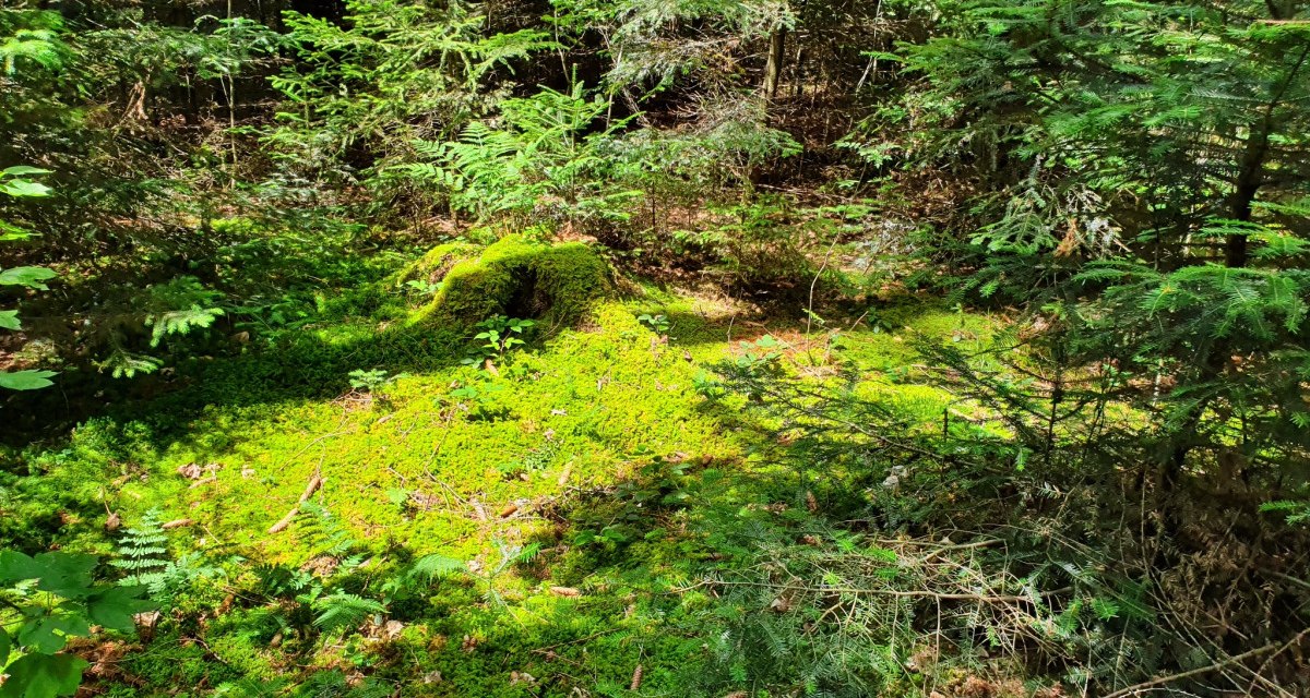 © Q-vadis - Naturpark - Schwäbischer Wald
