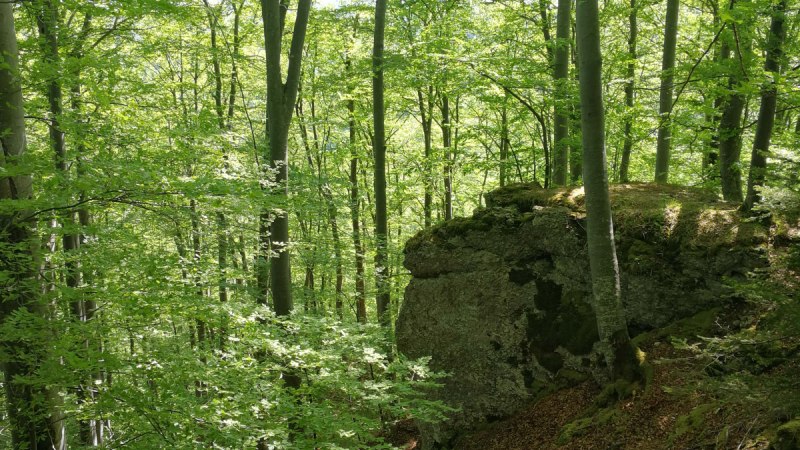 Ein dichter Wald mit hohen, grünen Bäumen und einem großen Felsen im Hintergrund. Sonnenlicht fällt durch das Blätterdach., © Bad Urach Tourismus