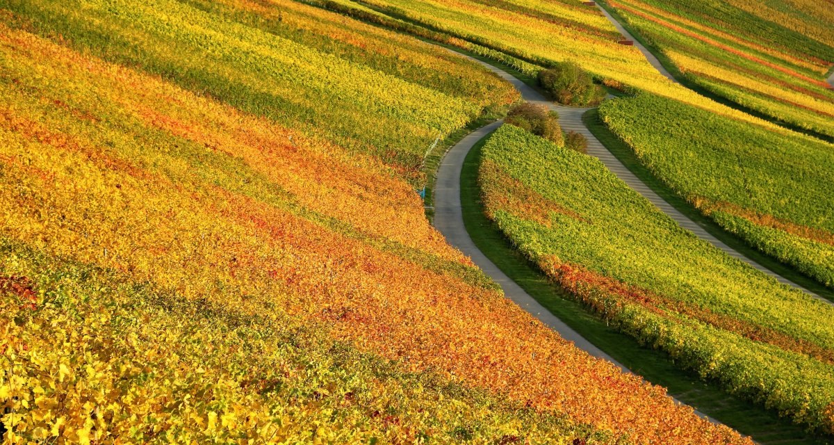 Weinberge im Herbst, © Gemeinde Korb Weinberge im Herbst, © Gemeinde Korb