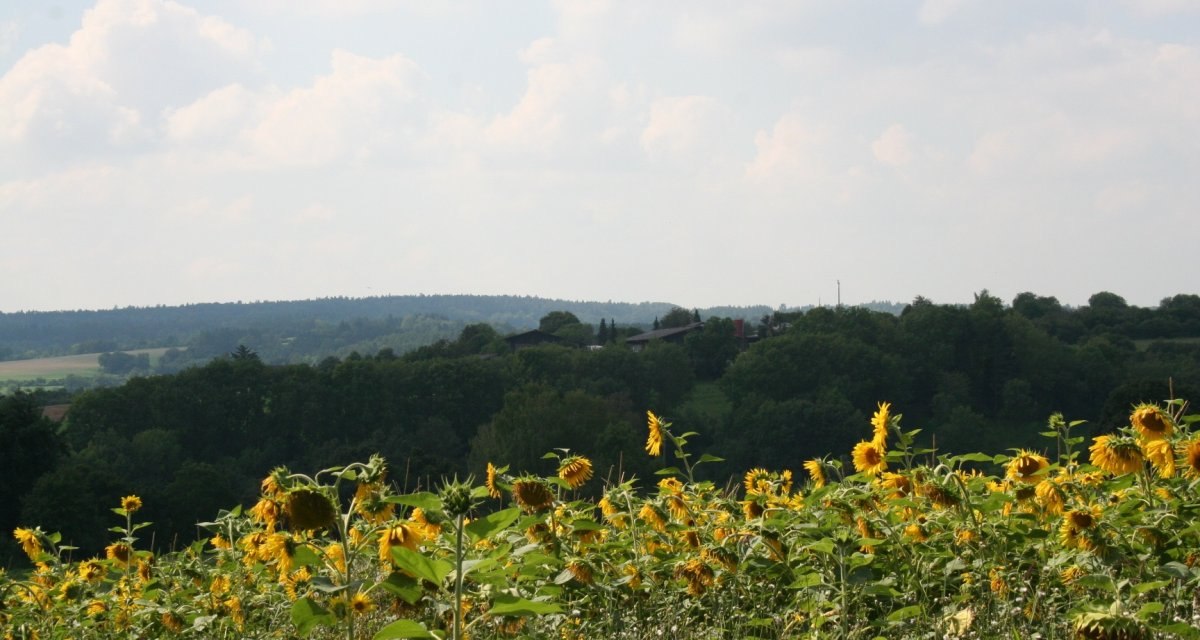 Ein Sonnenblumenfeld erstreckt sich vor einem bewaldeten Hügel. Der Himmel ist bewölkt, und die Landschaft wirkt ruhig und idyllisch., © Natur.Nah. Schönbuch & Heckengäu Ein Sonnenblumenfeld erstreckt sich vor einem bewaldeten Hügel. Der Himmel ist bewölkt, und die Landschaft wirkt ruhig und idyllisch., © Natur.Nah. Schönbuch & Heckengäu
