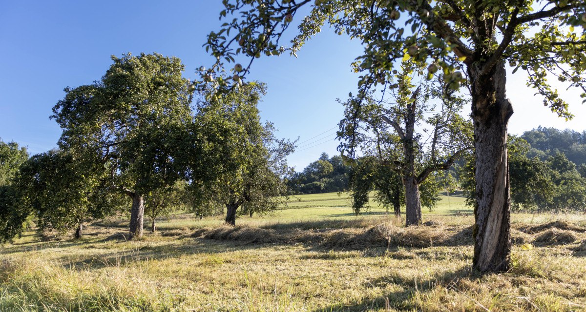 Eine idyllische Streuobstwiese mit mehreren Obstb&auml;umen unter klarem, blauem Himmel. Die Wiese ist gem&auml;ht und die B&auml;ume tragen Fr&uuml;chte.