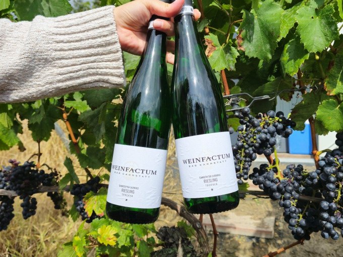 Zwei Flaschen Wein werden von einer Hand vor einem Weinstock mit reifen Trauben präsentiert. Die Etiketten tragen den Namen 'Weinfactum'., © Cool-Tours StattReisen Zwei Flaschen Wein werden von einer Hand vor einem Weinstock mit reifen Trauben präsentiert. Die Etiketten tragen den Namen 'Weinfactum'., © Cool-Tours StattReisen