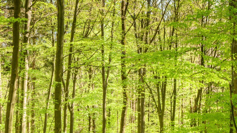 Zwei Personen mit Rucksäcken und ein Hund spazieren auf einem Waldweg, umgeben von hohen, grünen Bäumen im Sonnenlicht., © Stadtverwaltung Winnenden Zwei Personen mit Rucksäcken und ein Hund spazieren auf einem Waldweg, umgeben von hohen, grünen Bäumen im Sonnenlicht., © Stadtverwaltung Winnenden