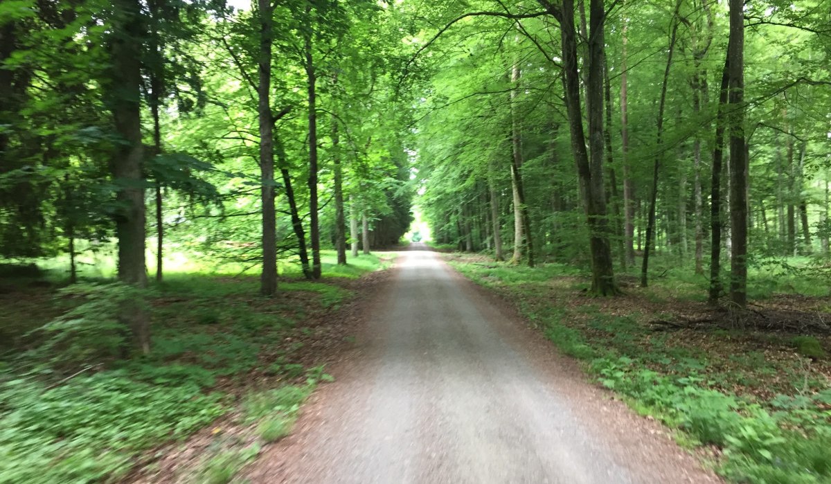Ein gerader Weg f&uuml;hrt durch den dichten, gr&uuml;nen Wald des Sch&ouml;nbuchs. Die B&auml;ume spenden Schatten und die Umgebung wirkt ruhig und einladend., &copy; www.pro-cycl.de