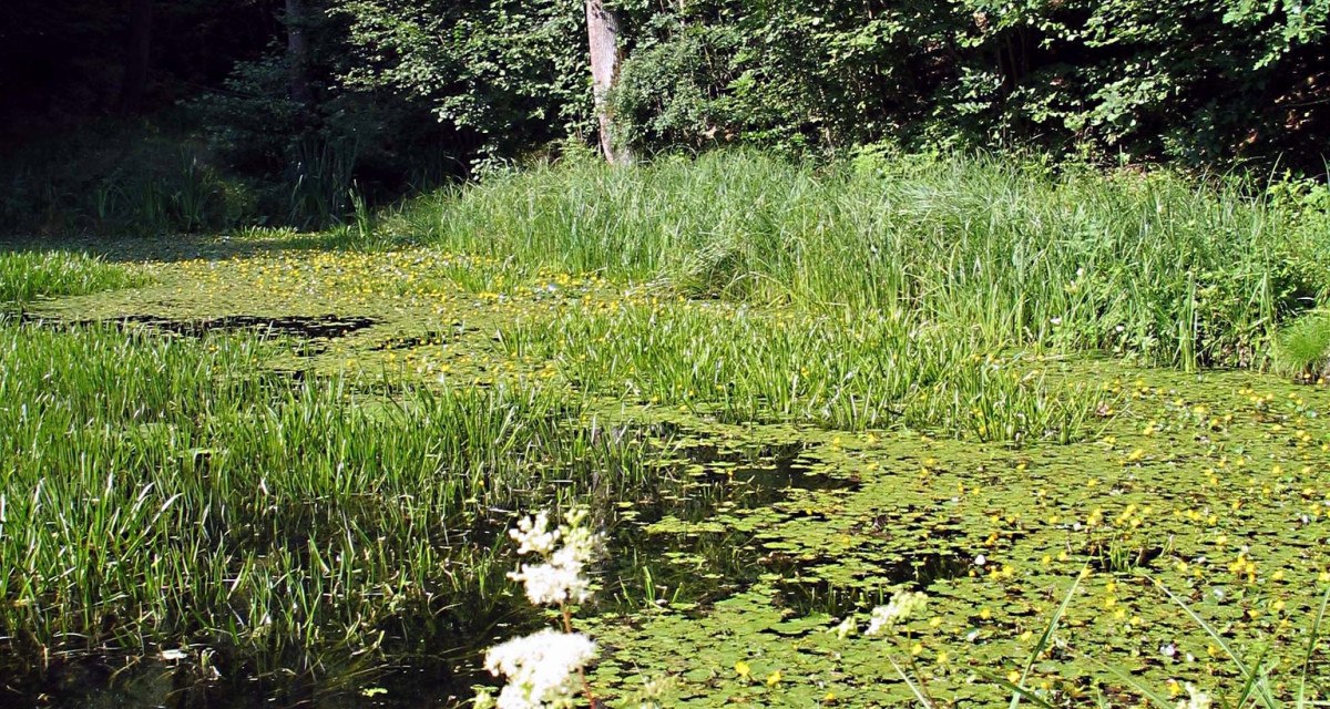 Ein idyllischer Waldteich mit Seerosen, umgeben von dichtem Grün und hohen Bäumen., © Bürgerverein Eltingen e. V.