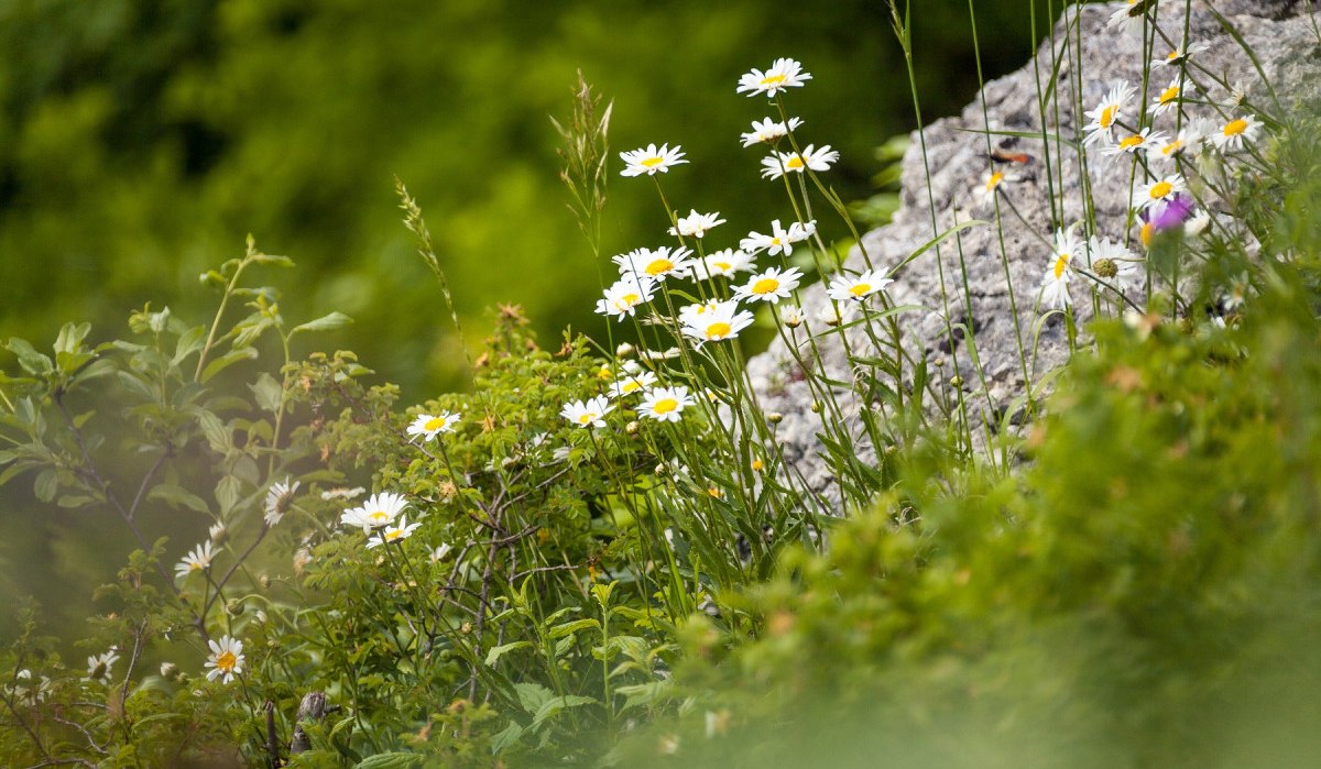 Weiße Gänseblümchen blühen auf einer grünen Wiese neben einem Felsen im Biosphärengebiet Schwäbische Alb., © hochgehberge