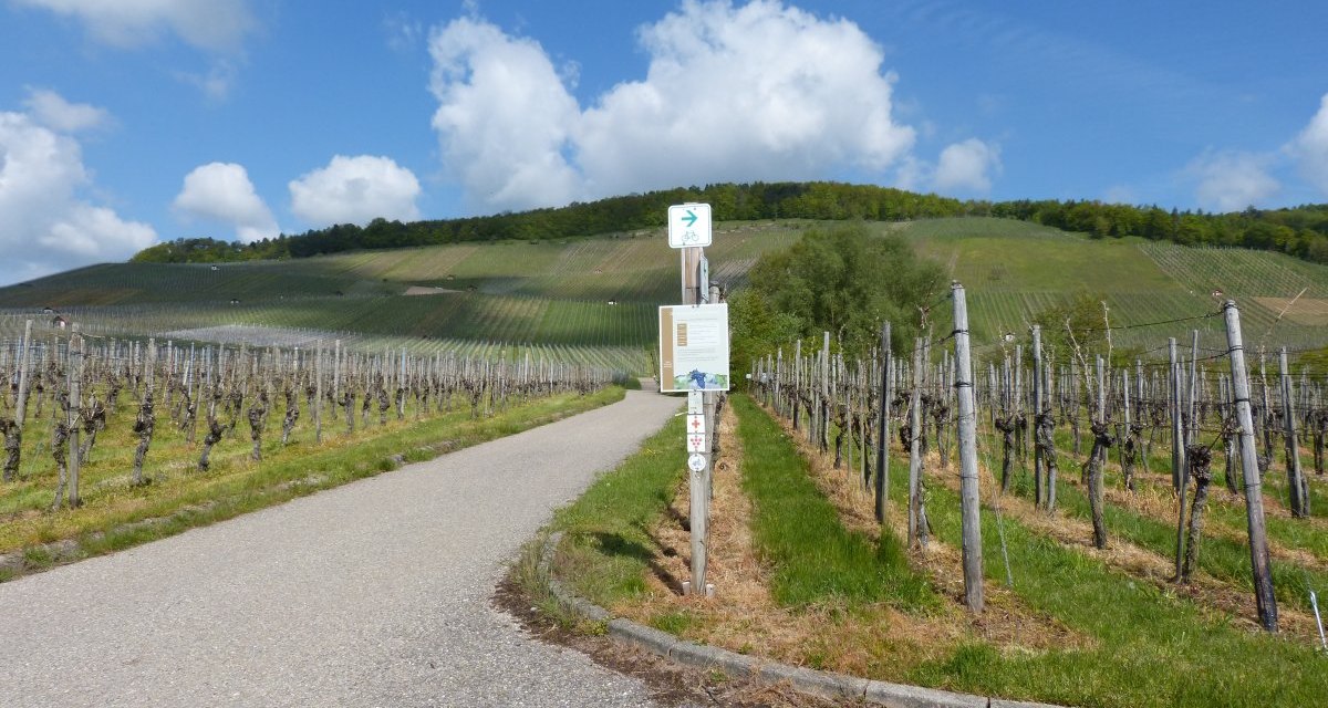 Weinberge in Horrheim unter blauem Himmel mit weißen Wolken. Ein Weg führt durch die Reben, die von Holzpfählen gestützt werden., © Land der 1000 Hügel - Kraichgau-Stromberg Weinberge in Horrheim unter blauem Himmel mit weißen Wolken. Ein Weg führt durch die Reben, die von Holzpfählen gestützt werden., © Land der 1000 Hügel - Kraichgau-Stromberg