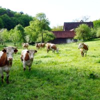 K&uuml;he grasen auf einer saftigen Wiese vor einem Bauernhof. Im Hintergrund sind B&auml;ume und ein Geb&auml;ude mit rotem Dach zu sehen.