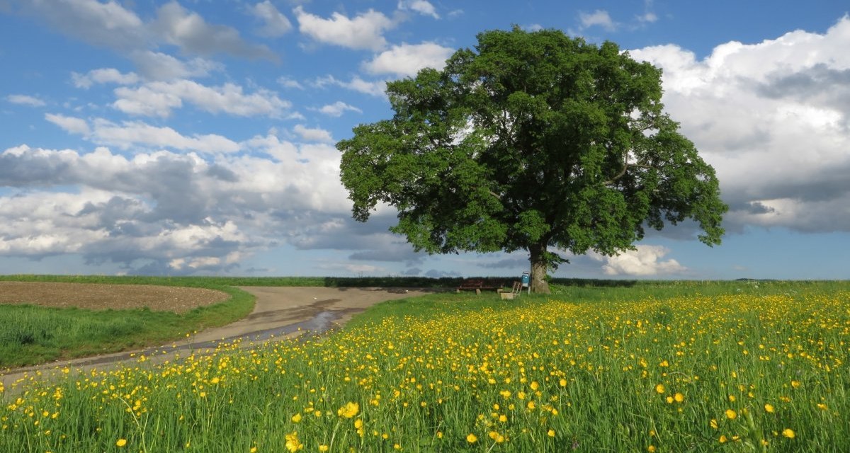 Friedenslinde - Berthold Hänssler, © Landkreis Göppingen Friedenslinde - Berthold Hänssler, © Landkreis Göppingen