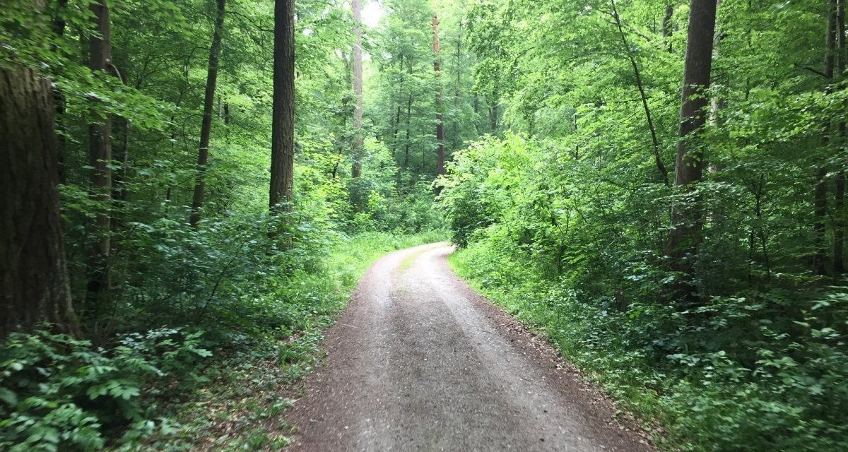 Ein schmaler Weg schlängelt sich durch einen dichten, grünen Wald im Schönbuch. Hohe Bäume und üppiges Blattwerk säumen den Pfad., © Natur.Nah. Schönbuch & Heckengäu Ein schmaler Weg schlängelt sich durch einen dichten, grünen Wald im Schönbuch. Hohe Bäume und üppiges Blattwerk säumen den Pfad., © Natur.Nah. Schönbuch & Heckengäu