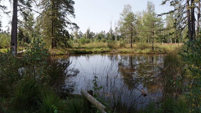 Ein kleiner, ruhiger See inmitten eines Waldes, umgeben von B&auml;umen und dichter Vegetation. Die Wasseroberfl&auml;che spiegelt die Umgebung wider., &copy; G&uuml;nther Kleis